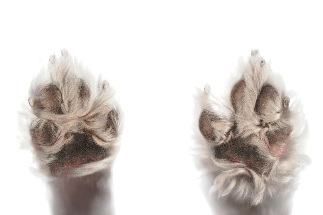 The bottoms of two dog paws seen through glass surface