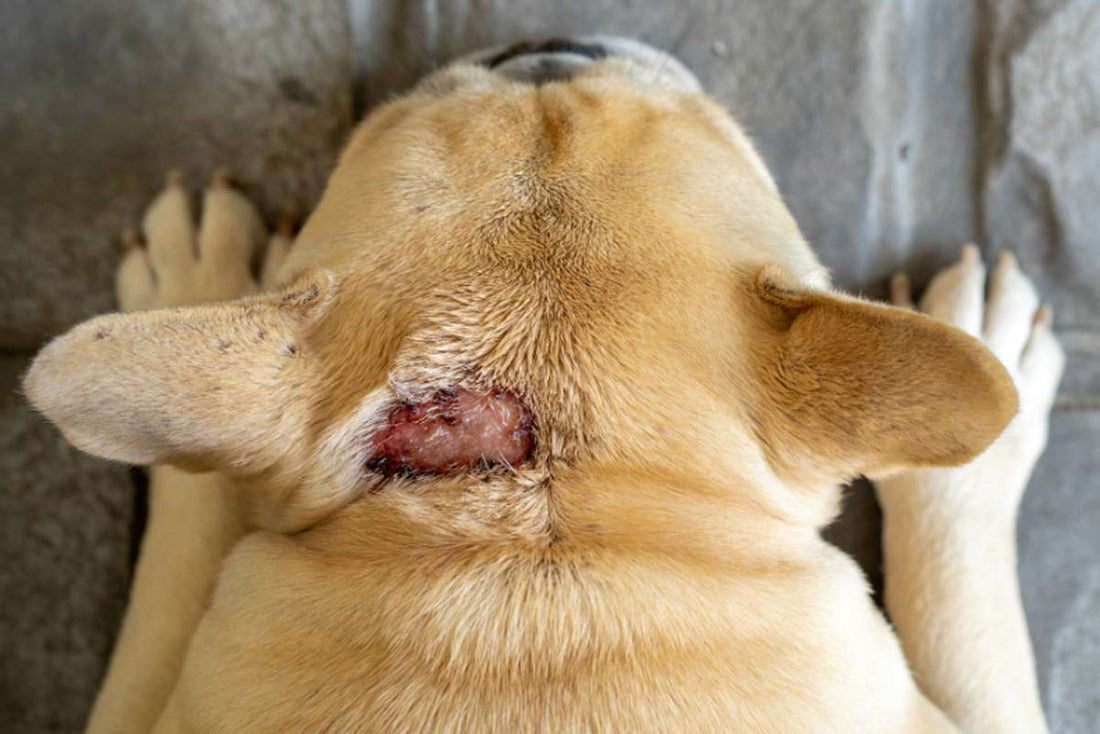 Mild hotspot on head of Golden Retriever with fur shaved around it