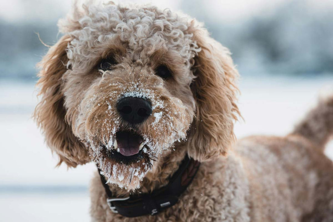 Golden doodle stands outside with bits of snow on muzzle