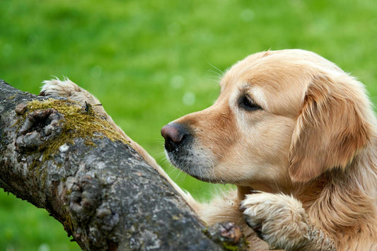 Golden Retriever closely watching a yellowjacket wasp on a tree branch