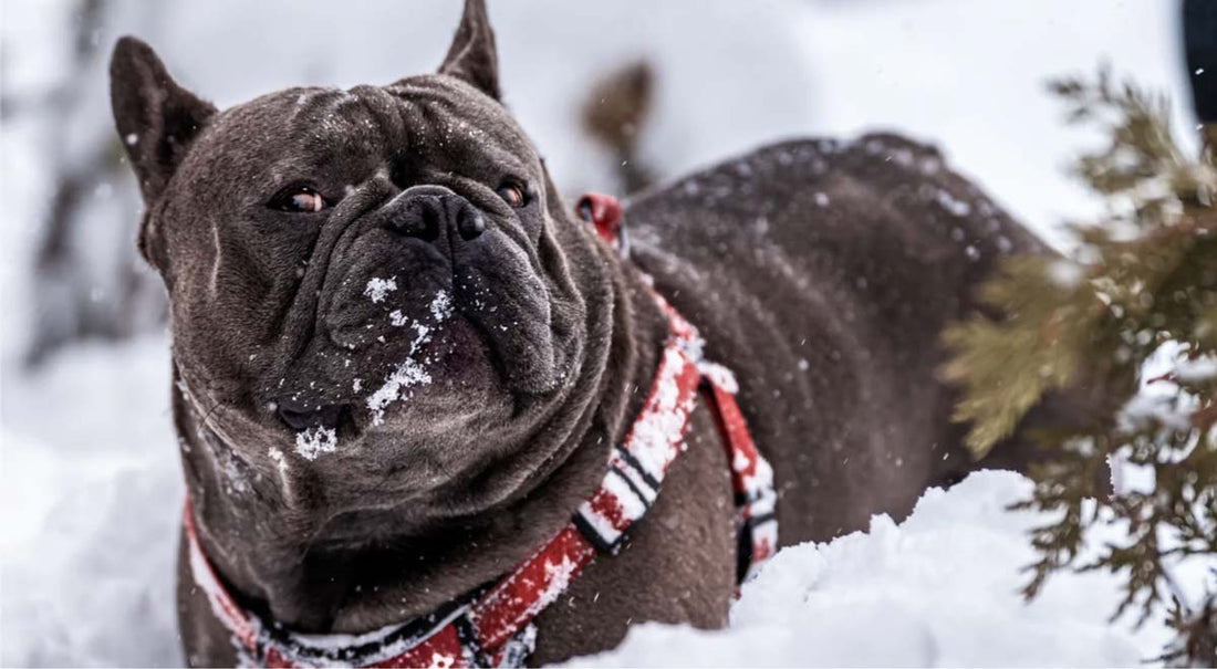 Grey bulldog with red harness stands in deep snow