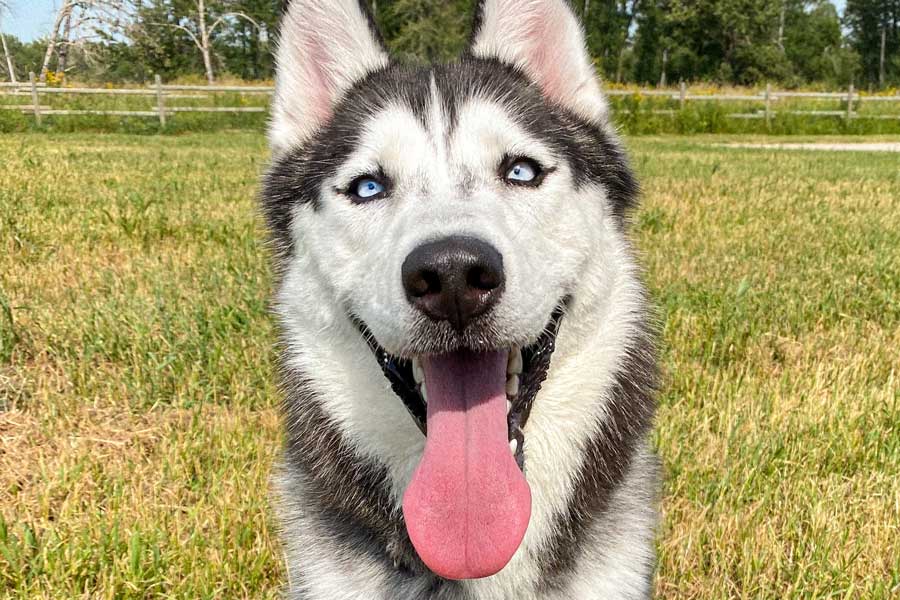 Happy Siberian Husky with blue eyes sits in grass smiling at camera