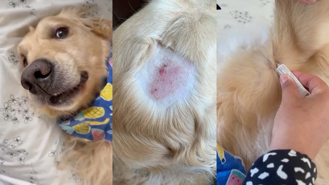 Photo triage with golden retriever lying down, hotspot on top of dog's head, and Lavengel being applied under the arm