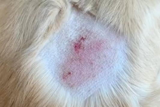 Dog Hotspot: The Dog Owner's Ultimate Guide to Canine Acute Moist Dermatitis