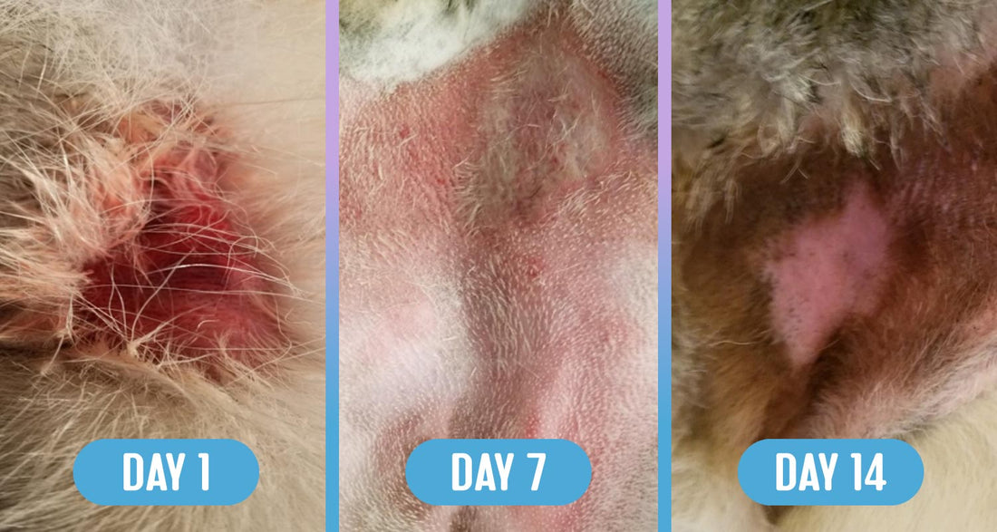 Healing progression of a hot spot on a dog's groin over 14 days, showing symptoms on Day 1, improvement on Day 7, and healed pink skin and fur regrowth on Day 14.