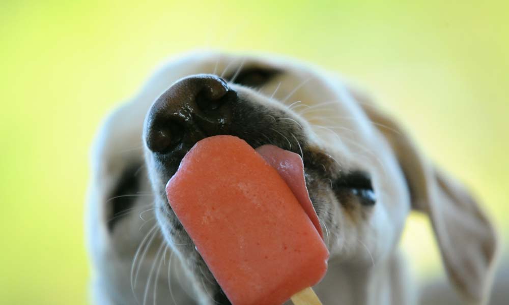 Young yellow Labrador retriever licks red popsicle treat