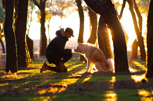 Training Your Dog: Capturing and Shaping Behaviors