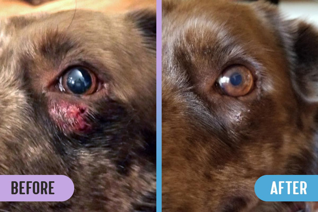 Before and after comparison of a wound under a dog's left eye, showing a small, raw, bloody scrape on the left and healed skin with regrown fur on the right