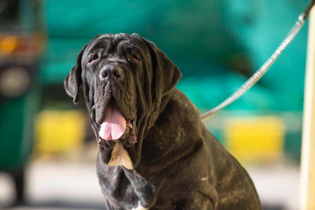 Dark brown Mastiff dog sits on pavement panting and looking up