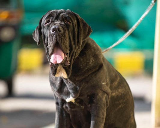 Heat Strokes in Dogs: What They Are, How to Identify Heat Exhaustion, and How to Respond