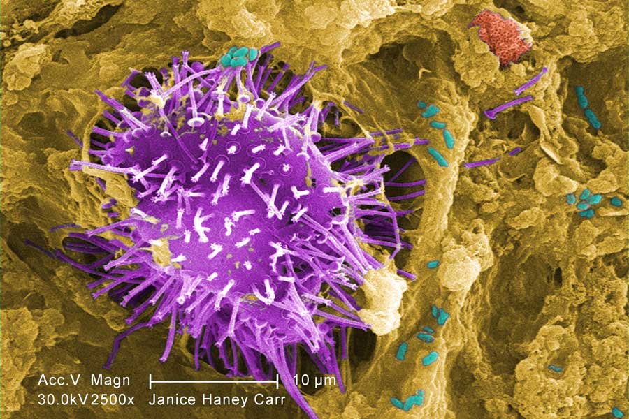 Colorized scanning electron microscope image of water specimen trapped in biofilm