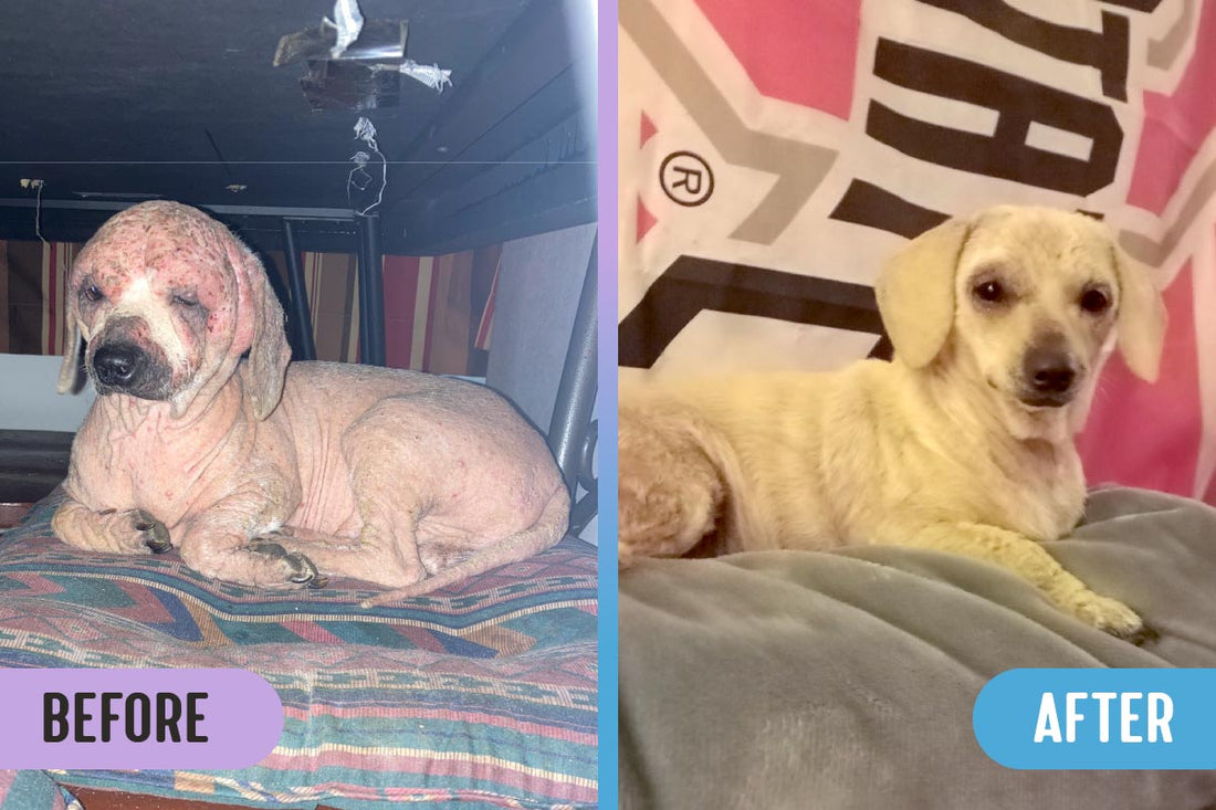 Before and after comparison of a dog with severe demodex mange, fur loss, and leathery, scabbing skin versus the same dog fully cured with regrown fur