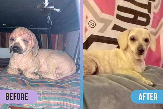 Before and after comparison of a dog with severe demodex mange, fur loss, and leathery, scabbing skin versus the same dog fully cured with regrown fur