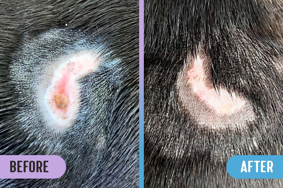 Before and after comparison of an infected heating pad burn on a black dog's back; the after image shows no more infection after treatment with RadiQuell Canine