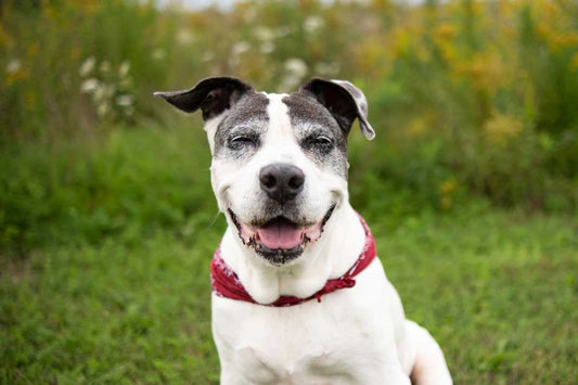 Black and white senior mutt with red bandanna sits in grassy field and smiles with eyes closed