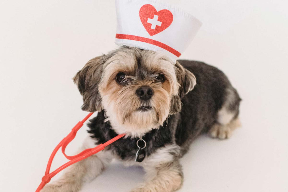 Shih Tzu lies on white photo background wearing nurse hat and red stethoscope