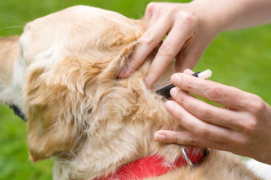 Hands with tweezers removing a tick from the back of a Golden Retriever's neck