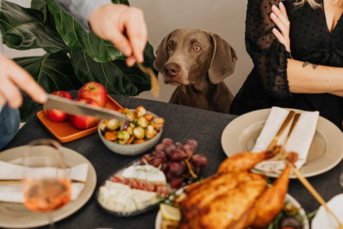 Common Foods Your Pet Shouldn't Gobble Up on Thanksgiving