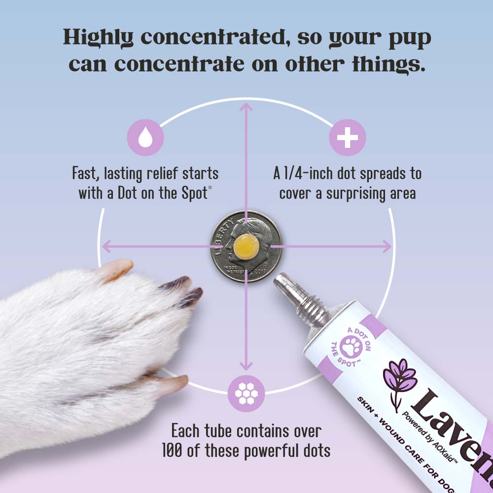 Infographic image with title: 'Highly concentrated, so your pup can concentrate on other things.' Small yellow gel dollop sits on dime with arrows extending out to circle to indicate spread range; Lavengel tube and white dog paw sit at angles pointing toward tube; 3 different icons around circle have captions that read: Fast, lasting relief starts with a Dot on the Spot®; a 1/4-inch dot spreads to cover a surprising area; each tube contains over 100 of these powerful dots
