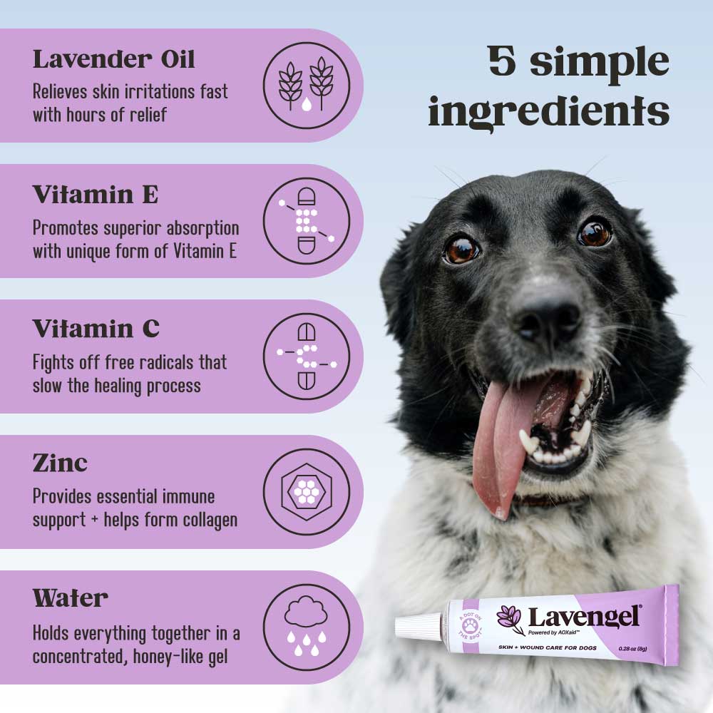 Lavender oil 2025 for dogs skin