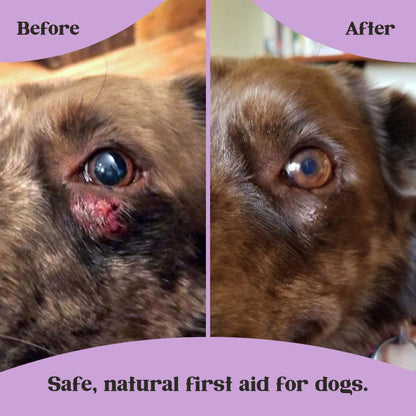 Left: Before image of bright red scrape wound under left eye of brown dog; right: wound has been healed by Lavengel and is no longer visible; title text: Safe, natural first aid for dogs.