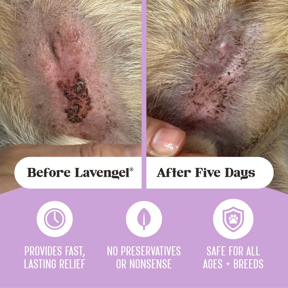 Top images: before and after comparison of hot spot dermatitis with black scabbing on a dog's belly treated with Lavengel® for 5 days; bottom: 3 icons describing 3 product benefits: Provides fast, lasting relief, No preservatives or nonsense, safe for all ages and breeds