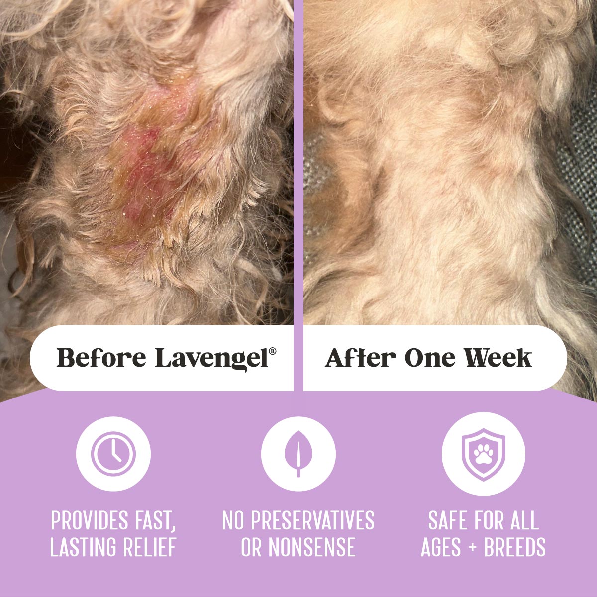 Infographic with top before and after images of raw hot spot on a dog's leg treated and healed with Lavengel® after 1 week; bottom overlay text describes benefits including fast, lasting relief, no preservatives, and safe for all dog breeds