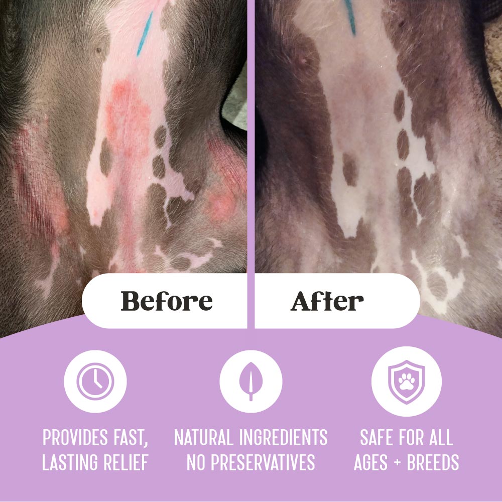 Top: Before and after photos of healing allergy dermatitis rash on dog belly treated with Lavengel®; bottom: 3 key benefits identifying that Lavengel® provides fast, lasting relief to skin issues, is made with natural ingredients and no preservatives, and is safe for all ages and breeds of dogs