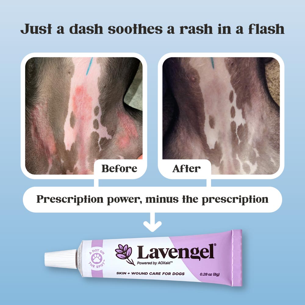 Before and after images of allergy dermatitis rash on dog's belly and hips treated with Lavengel®; image title text: Just a dash soothes a rash in a flash; subtext: Prescription power, minus the prescription; Lavengel® tube at bottom