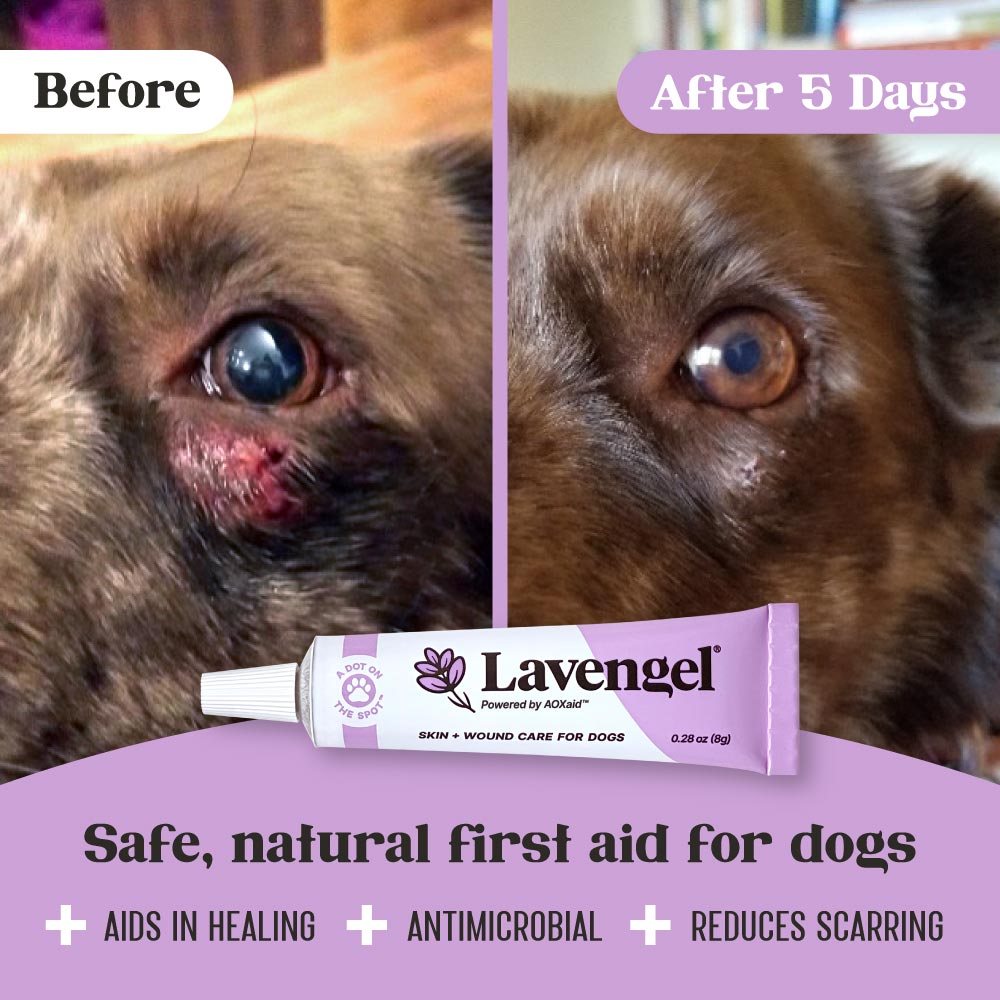 Left: Before image of bright red scrape wound under left eye of brown dog; right: wound has been healed by Lavengel and is no longer visible; title text: Safe, natural first aid for dogs; subtext: Aids in Healing, Antimicrobial, Reduces Scarring