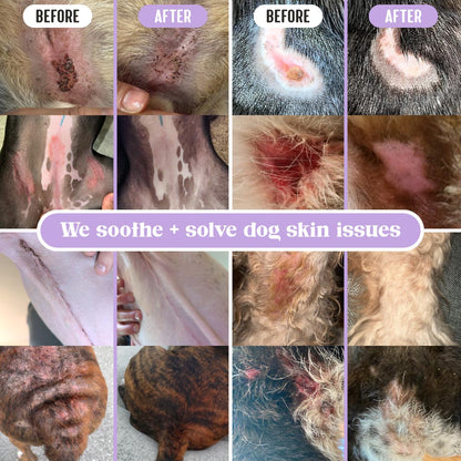 Collage of before and after comparisons of dog skin issues treated with Lavengel®; text overlay reads 'We soothe + solve dog skin issues'