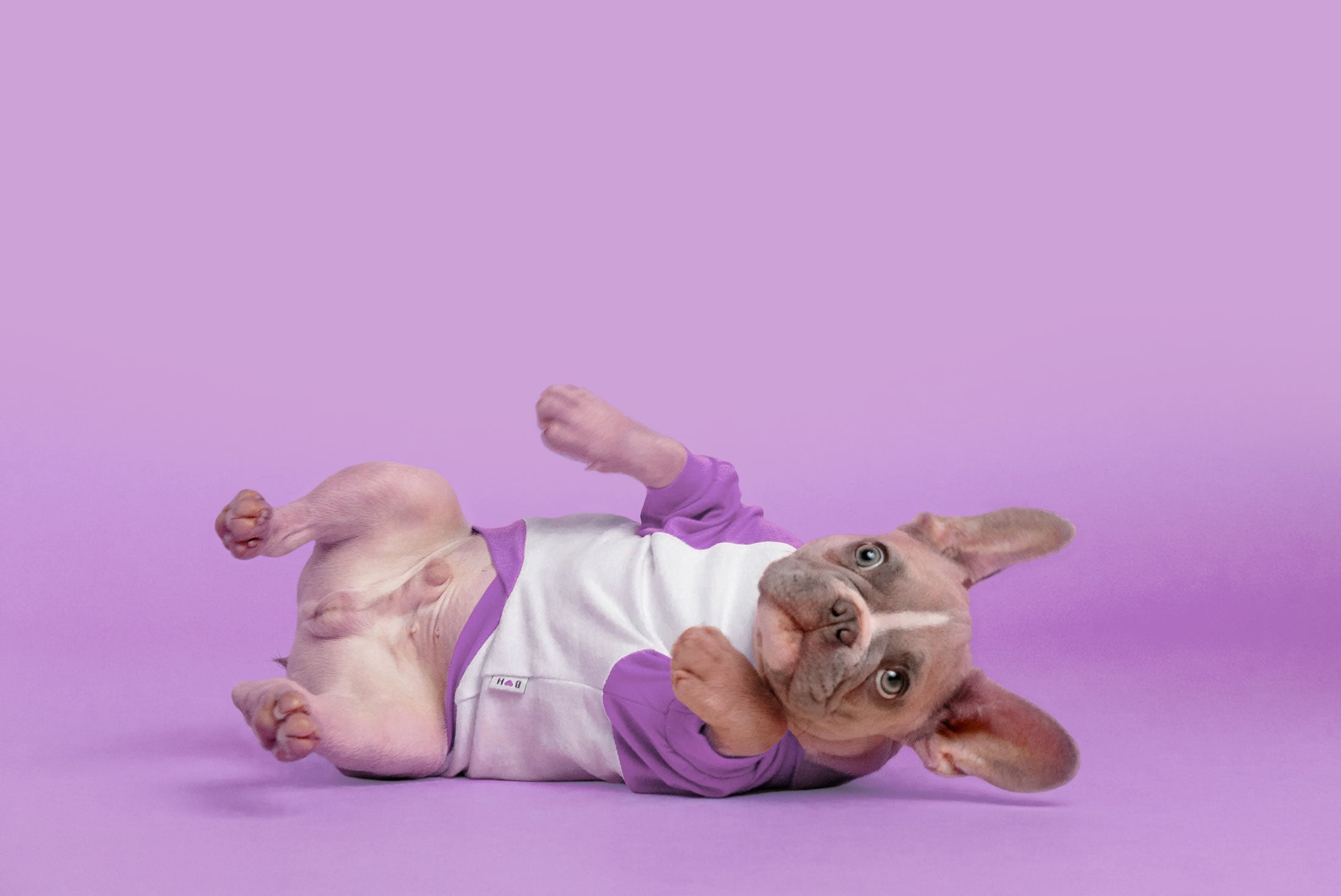 French bulldog in white and lavender shirt lies on side as though he accidentally fell over