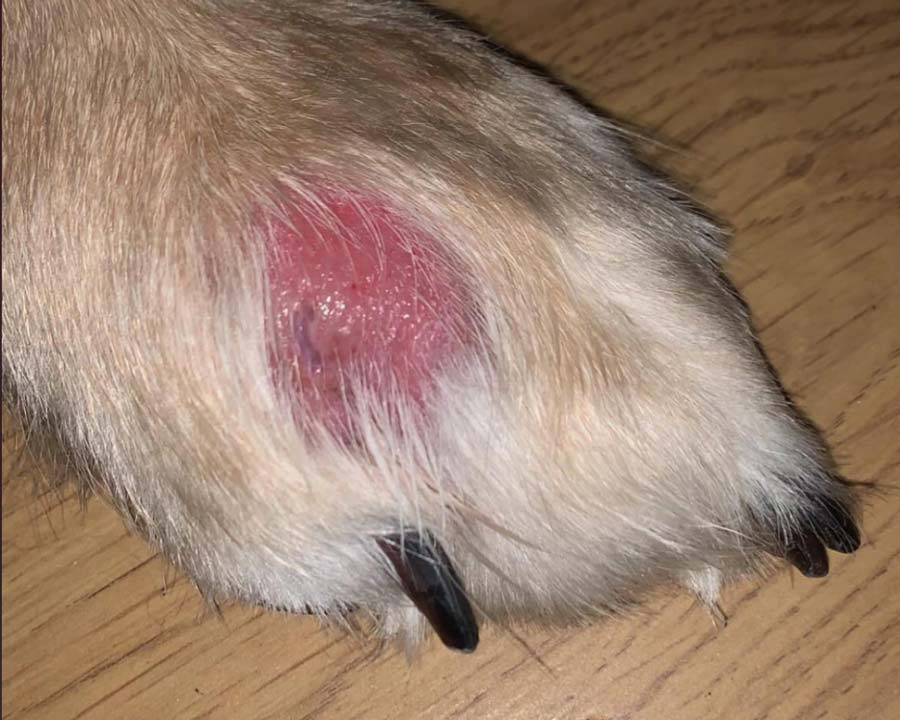 Acute moist dermatitis, or canine hot spot, on top of dog paw