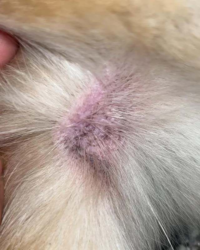 Allergy dermatitis rash on dog