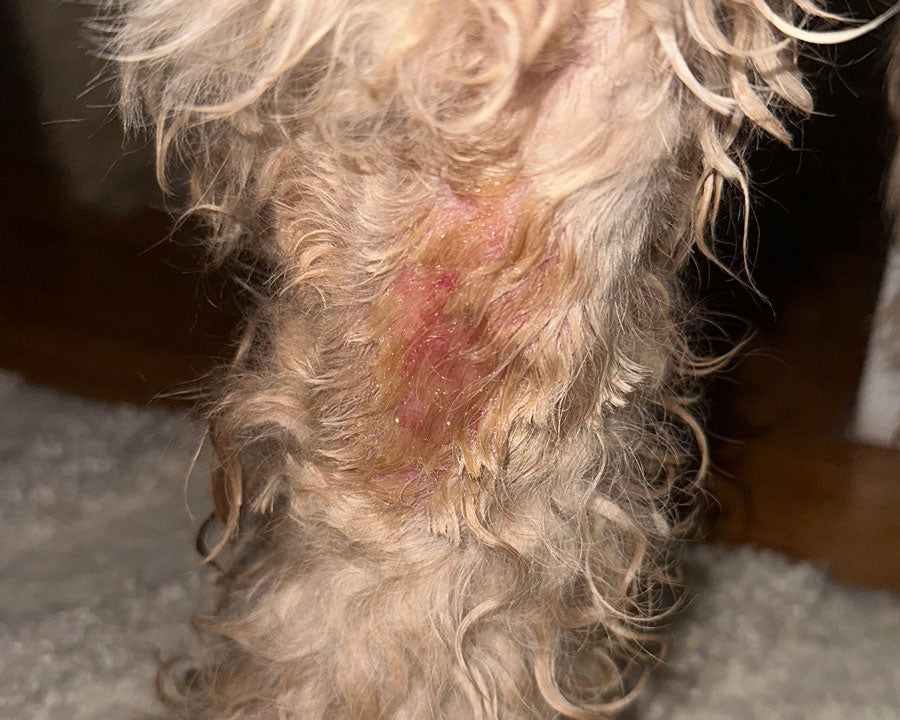 Acute moist dermatitis (hot spot) on a dog's leg with matted fur and raw, red skin