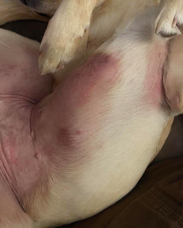 https://lavengel.com/cdn/shop/files/atopic-allergy-dermatitis-on-dog-belly-and-underarms_r-AlternativeAd7703_640-800_50.jpg?v=1730384504&width=1500&utm_source=chatgpt.com