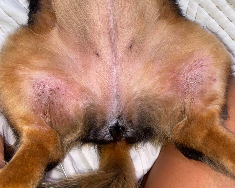 Atopic dermatitis due to skin allergies with redness and thinning fur on inner hips of brown and black female dog