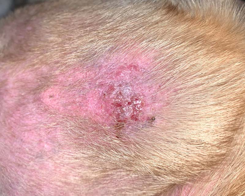 Canine Pyoderma + Bacterial Skin Infections: Photos, Info + Solutions ...