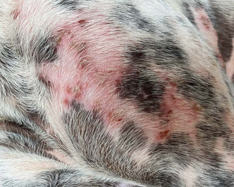 Atopic dermatitis with pyoderma bacterial skin infection lesions on front shoulder of black and white dog