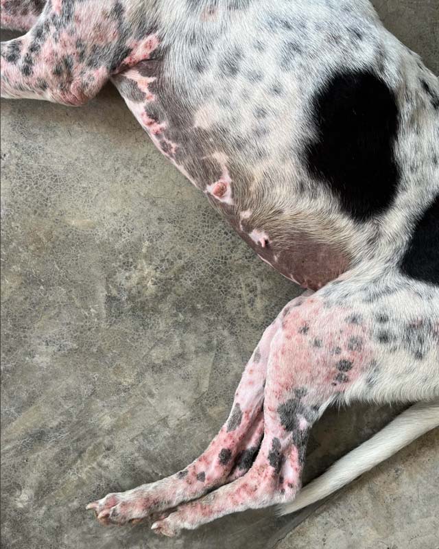 Dermatitis and rash with bumps, red lesions, and sores on feet, legs, and belly of dog - due to mange mites or other parasites