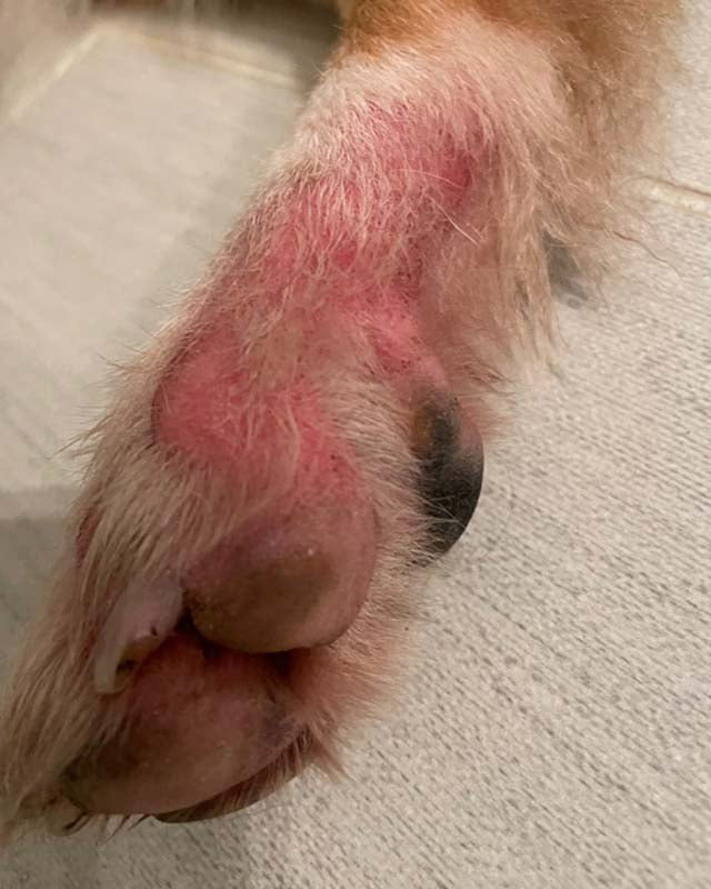 Shops dog paw pad injury