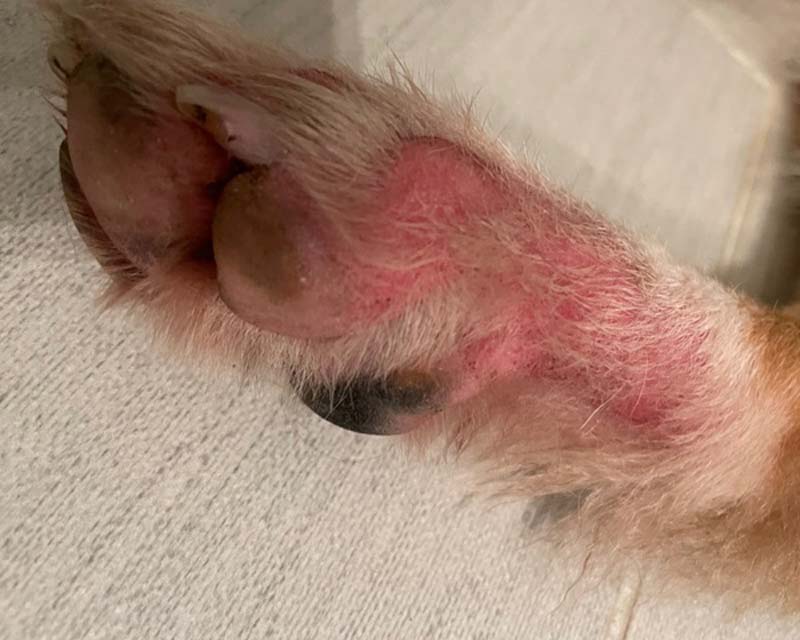 Moist dermatitis dog paw hotsell