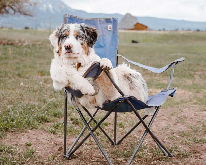Australian Shepherd sits in outdoor folding chair in a field with mountains in background