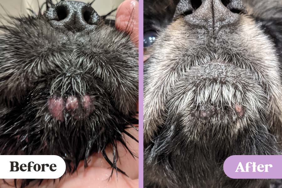 Left: before photo of pink warts on dog's chin; right photo: warts on a dog's chin reduced in size after being treated with Lavengel