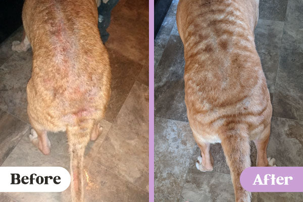 Before and after images of Lavengel healing heat rash on back and tail of rescue mutt