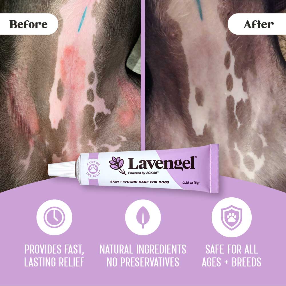 Top: Before and after photos of allergy rash on dog belly treated with Lavengel; bottom: Lavengel tube with 3 key benefits identifying that Lavengel provides fast, lasting relief to skin issues, is made with natural ingredients and no preservatives, and is safe for all ages and breeds of dogs