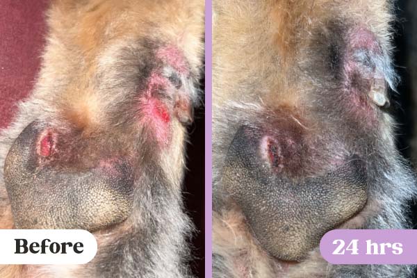Left: Before image of cuts on German Shepherd paw under pad and dew claw; Right: After image of cut healing progress with Lavengel after 24 hours