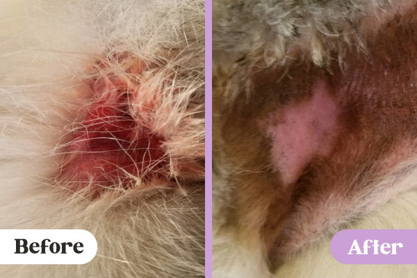 Before and after images of Lavengel healing hotspot on groin of Siberian Husky
