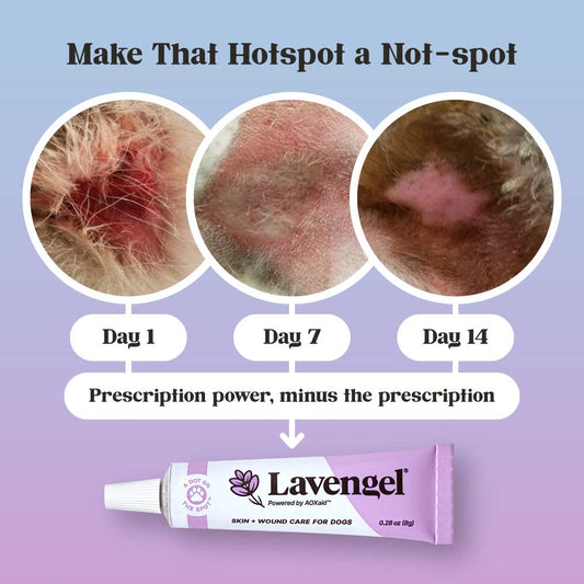 Title: Make That Hotspot a Not-Spot; 3 healing progression images of hotspot on groin of husky at day 1, 7, and 14; sub-text: Prescription power, minus the prescription; Lavengel tube at bottom