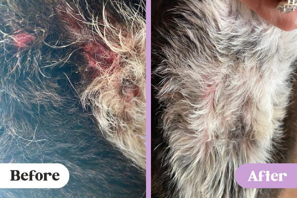 Before and after images of Lavengel mending puncture wounds on dog neck caused by prong collar